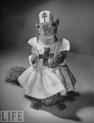 Illustration for article titled The Surprisingly Well-Dressed 1940s Squirrel
